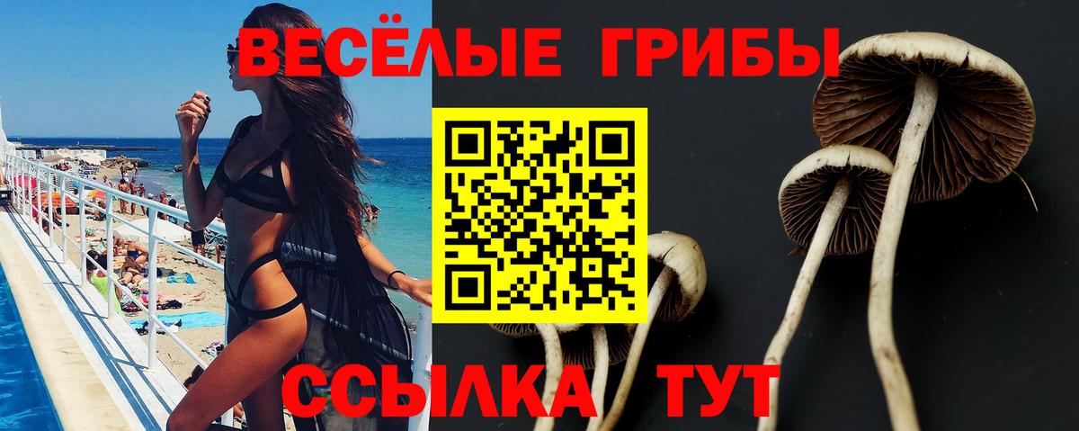 Галлюциногенные грибы Psilocybine cubensis Барабинск